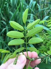 Robinia pseudoacacia