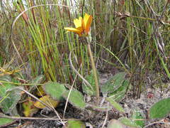 Haplocarpha oocephala