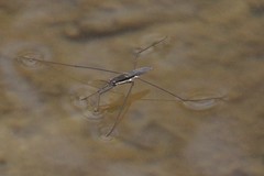 Aquarius conformis