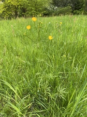 Ranunculus acris