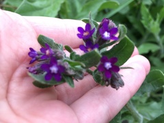 Anchusa officinalis