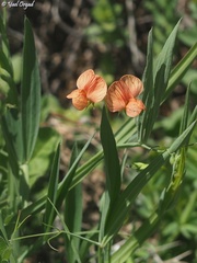 Lathyrus hierosolymitanus