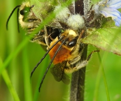 Eucera