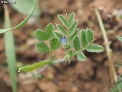Vicia lathyroides