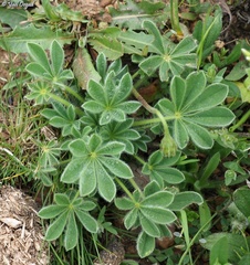 Lupinus micranthus