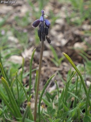 Muscari neglectum