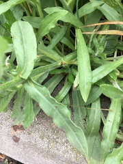 Anchusa officinalis