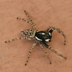 Menemerus semilimbatus
