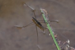Aquarius conformis