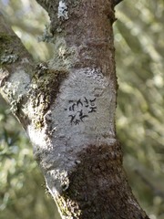 Phaeographis dendritica