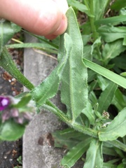 Anchusa officinalis