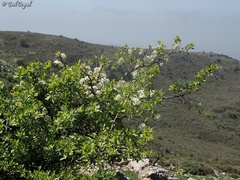 Pyrus syriaca