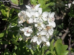 Pyrus syriaca