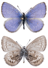 Celastrina asheri