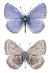 Celastrina asheri