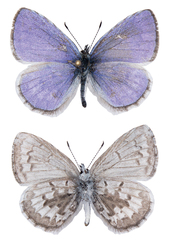 Celastrina asheri