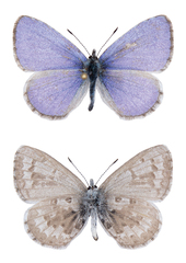 Celastrina asheri