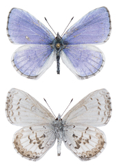 Celastrina asheri