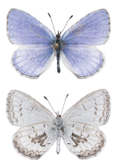 Celastrina asheri
