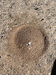 Dorymyrmex bicolor