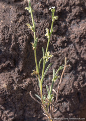 Pectocarya penicillata