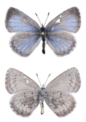 Celastrina asheri