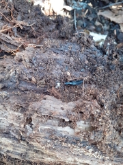 Dinothenarus badipes