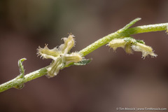 Pectocarya penicillata