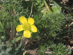 Ranunculus millefolius