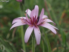 Pseudopodospermum phaeopappum