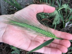 Hordeum murinum