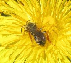 Andrena hippotes