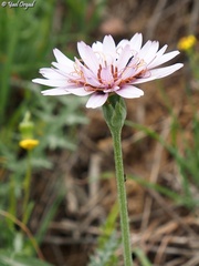 Pseudopodospermum phaeopappum