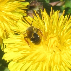 Andrena hippotes