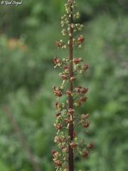 Scrophularia rubricaulis