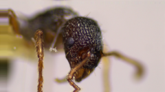 Myrmica latifrons