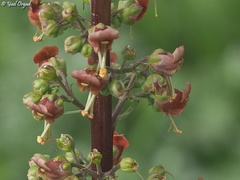 Scrophularia rubricaulis