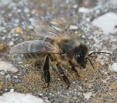 Apis mellifera