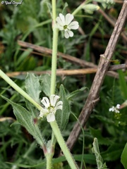 Silene dichotoma
