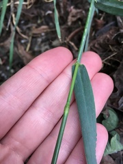 Hordeum murinum