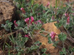 Trifolium pauciflorum