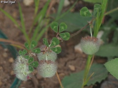 Trifolium pauciflorum