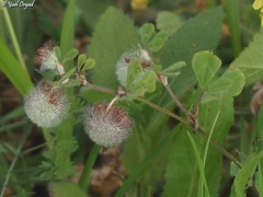 Trifolium pauciflorum