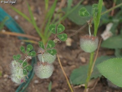 Trifolium pauciflorum