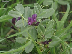 Vicia narbonensis