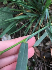 Hordeum murinum