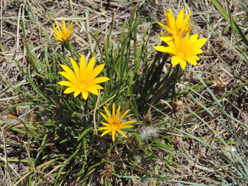 Gazania linearis — a medium houseplant, prefers full sun light