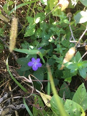 Barleria obtusa