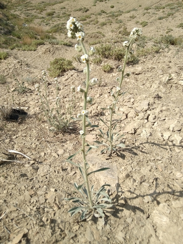 Cliffdweller's Cryptantha (Oreocarya elata)
