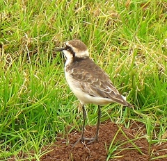 Charadrius sanctaehelenae
